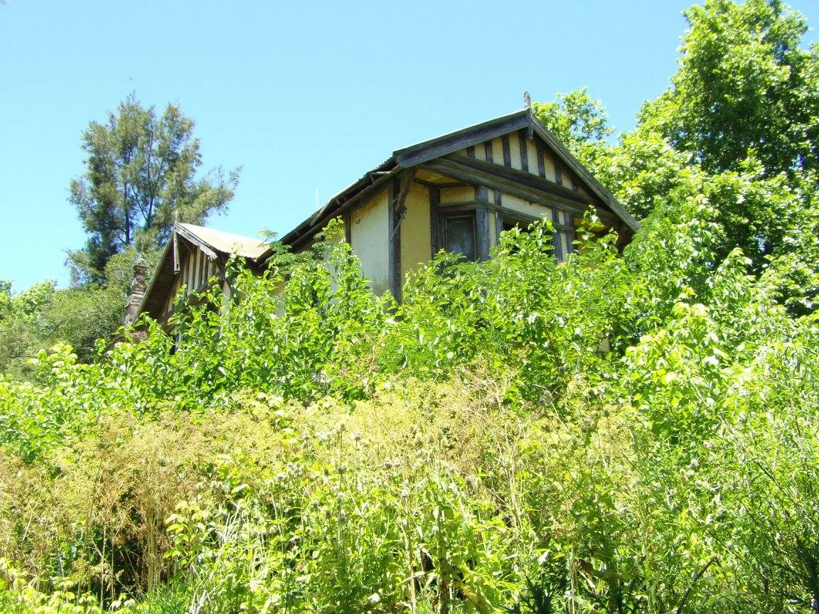 Vegetación cubriendo las ruinas